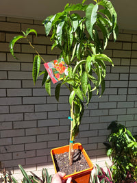 Dwarf Peach Elberta - Ladybird Nursery
