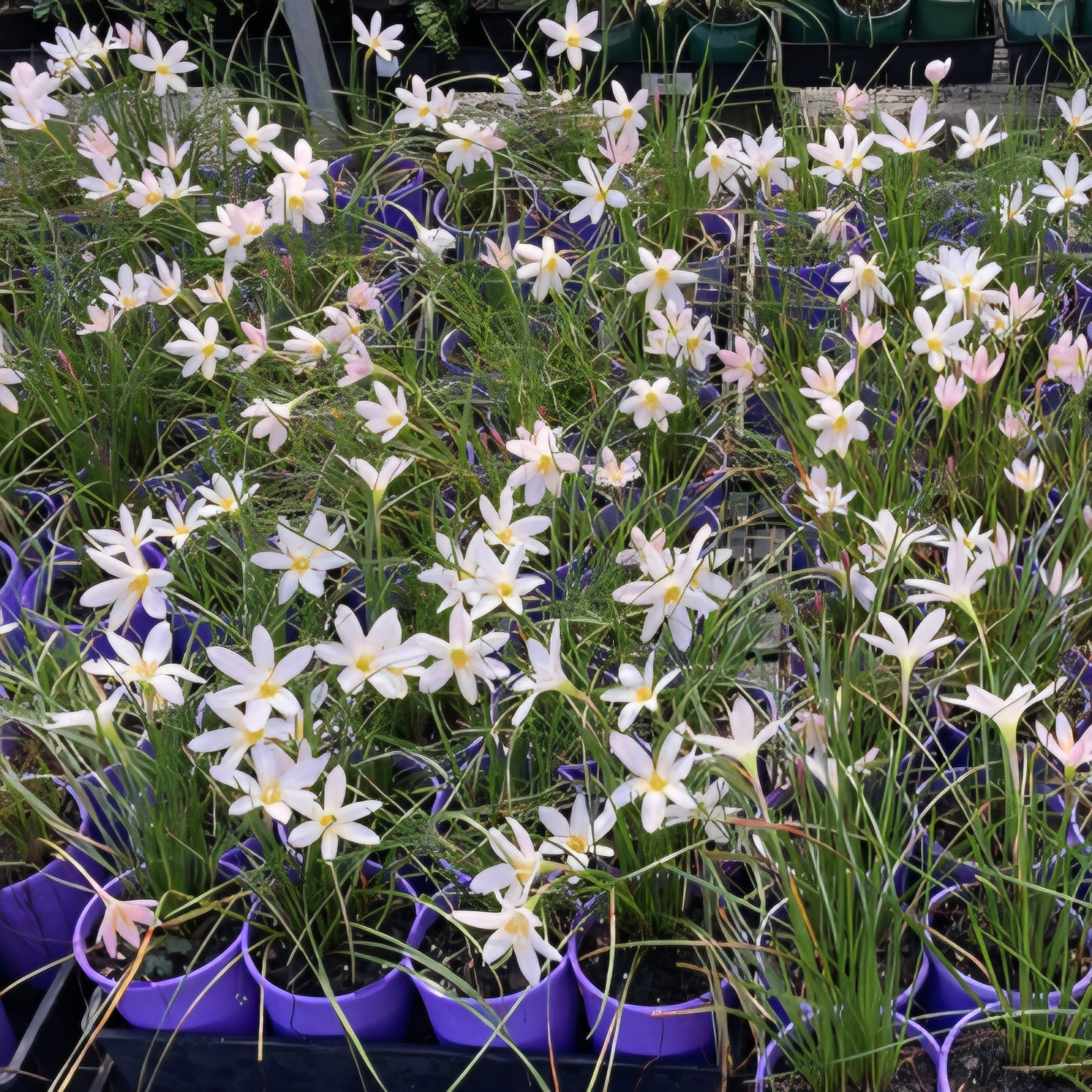 Rain Lily Grandjax (Zephyranthes) - Ladybird Nursery