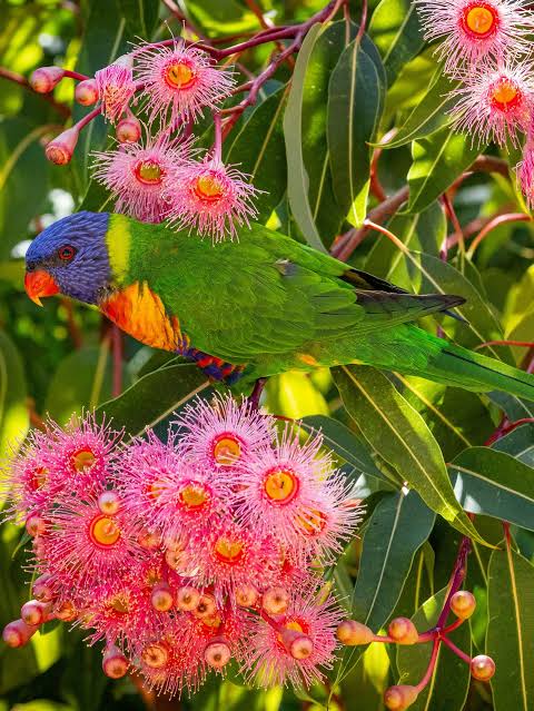 Dwarf Eucalyptus ‘Summer Beauty’ (Corymbia ficifolia) - Ladybird Nursery