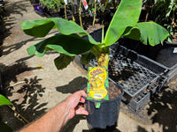 Super Dwarf Banana 'Cavendish' QLD ONLY - Ladybird Nursery