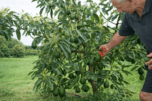 Dwarf Avocado Lamb Hass (A) - Ladybird Nursery