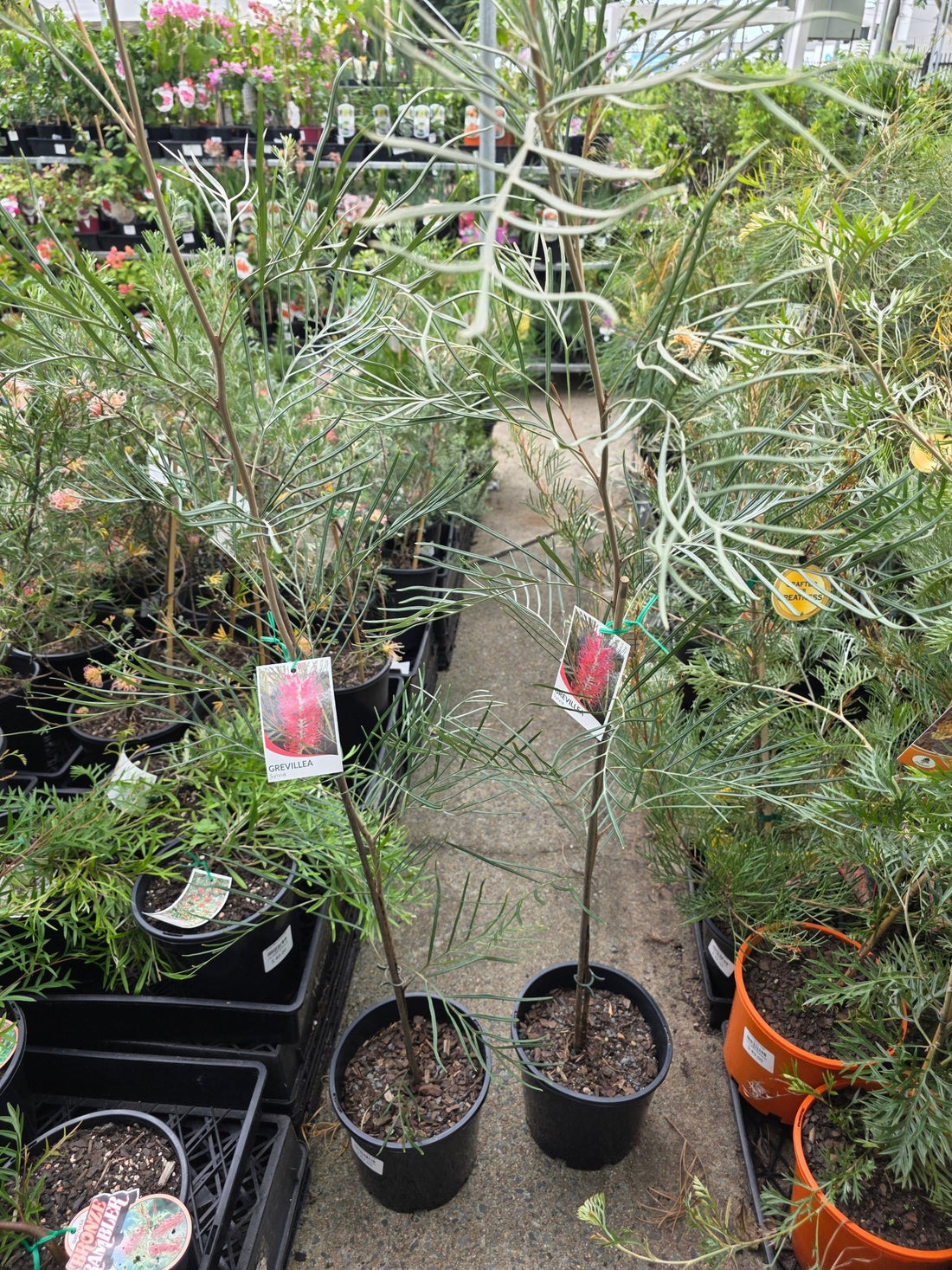 Grevillea 'Sylvia' - Ladybird Nursery