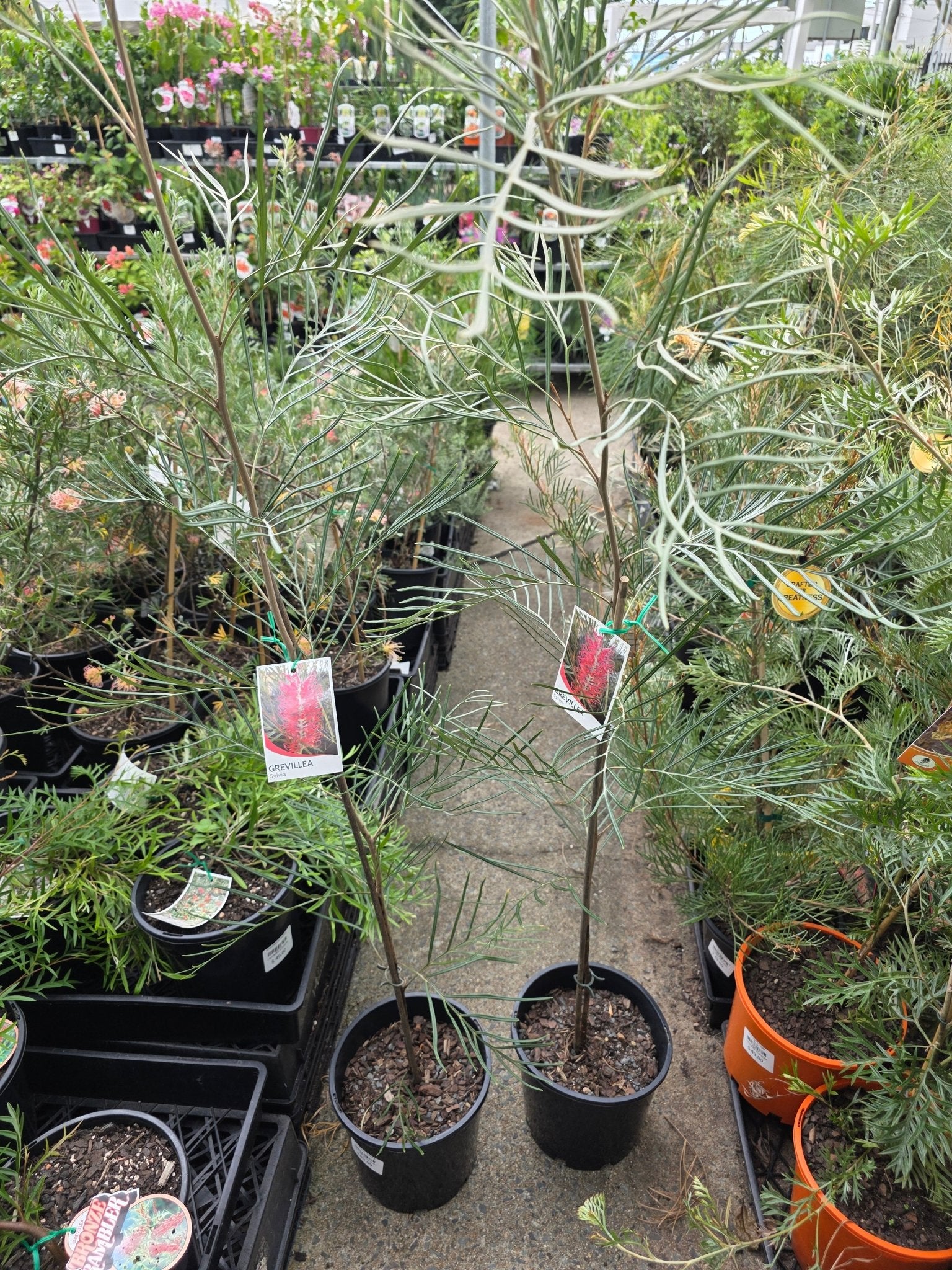 Grevillea 'Sylvia' - Ladybird Nursery