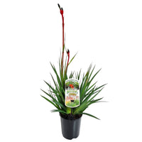 Kangaroo Paw 'Bush Dance' (Anigozanthos) - Ladybird Nursery