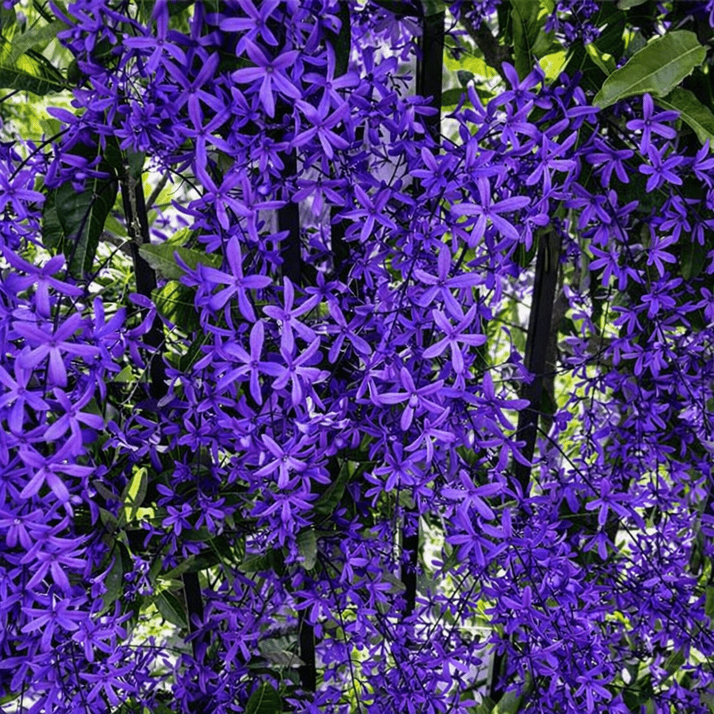 Purple Wreath (Petrea volubilis) Climbers - Ladybird Nursery