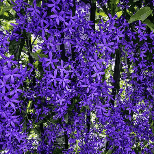 Purple Wreath (Petrea volubilis) Climbers - Ladybird Nursery