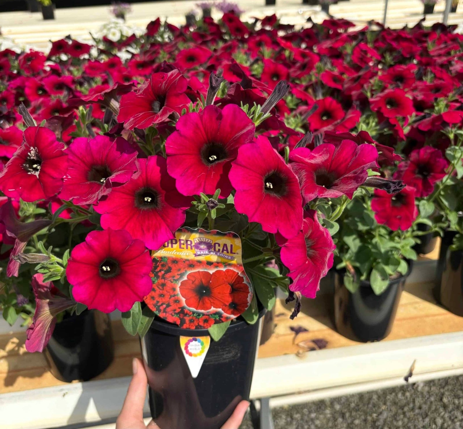 Petchoa SuperCal - Ladybird Nursery