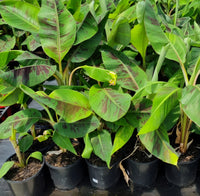 Banana 'Gold Finger' (QLD ONLY) - Ladybird Nursery