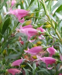 Emu Bush 'Fairy Floss' (Eremophila) - Ladybird Nursery