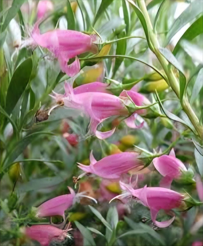 Emu Bush 'Fairy Floss' (Eremophila) - Ladybird Nursery