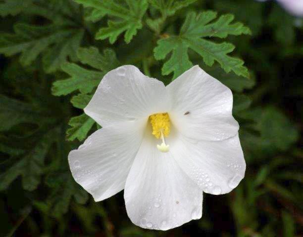 Native Hibiscus White (Alyogyne huegelii)