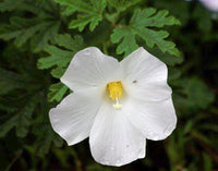 Native Hibiscus White (Alyogyne huegelii)