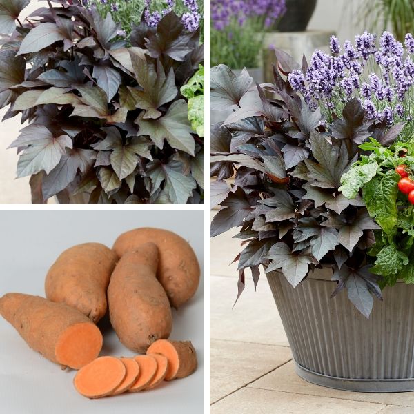 Sweet Potato ‘Treasure Island Manihi’ (Ipomoea) - Ladybird Nursery