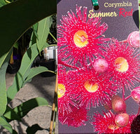 Dwarf Eucalyptus ‘Summer Red’ (Corymbia ficifolia) - Ladybird Nursery