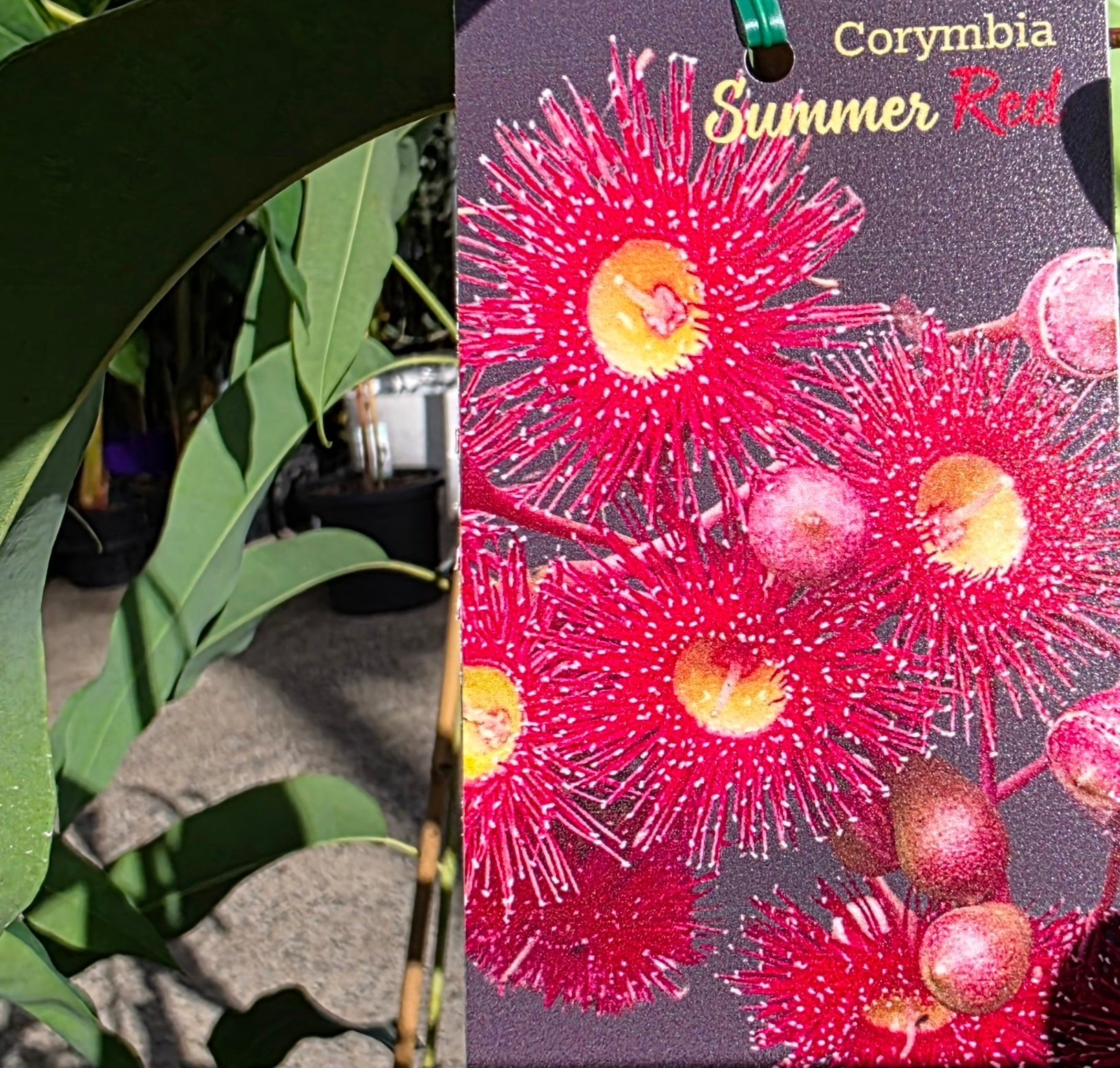 Dwarf Eucalyptus ‘Summer Red’ (Corymbia ficifolia) - Ladybird Nursery