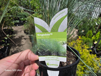 Kingsdale™ Native Tussock Grass - Ladybird Nursery