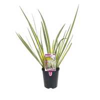 Dietes 'White Tiger' (Dietes iridioides) - Ladybird Nursery