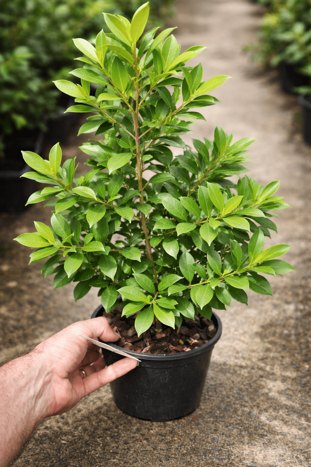 Lilly Pilly Select (Syzygium australe) - Ladybird Nursery