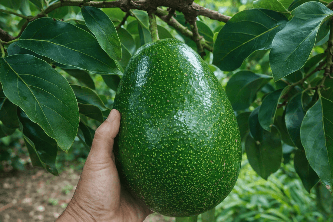 Avocado Choquette (A Type) - Ladybird Nursery