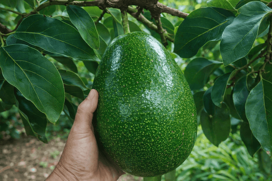 Avocado Choquette (A Type) - Ladybird Nursery
