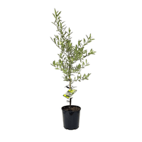 Dwarf Olive Garden Harvest - Ladybird Nursery