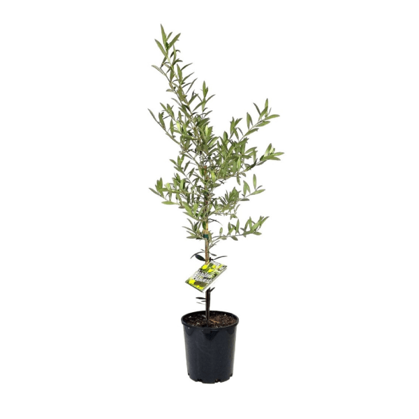 Dwarf Olive Garden Harvest - Ladybird Nursery