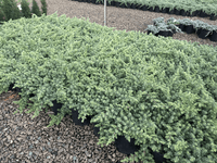 Juniperus 'Lutchuensis'