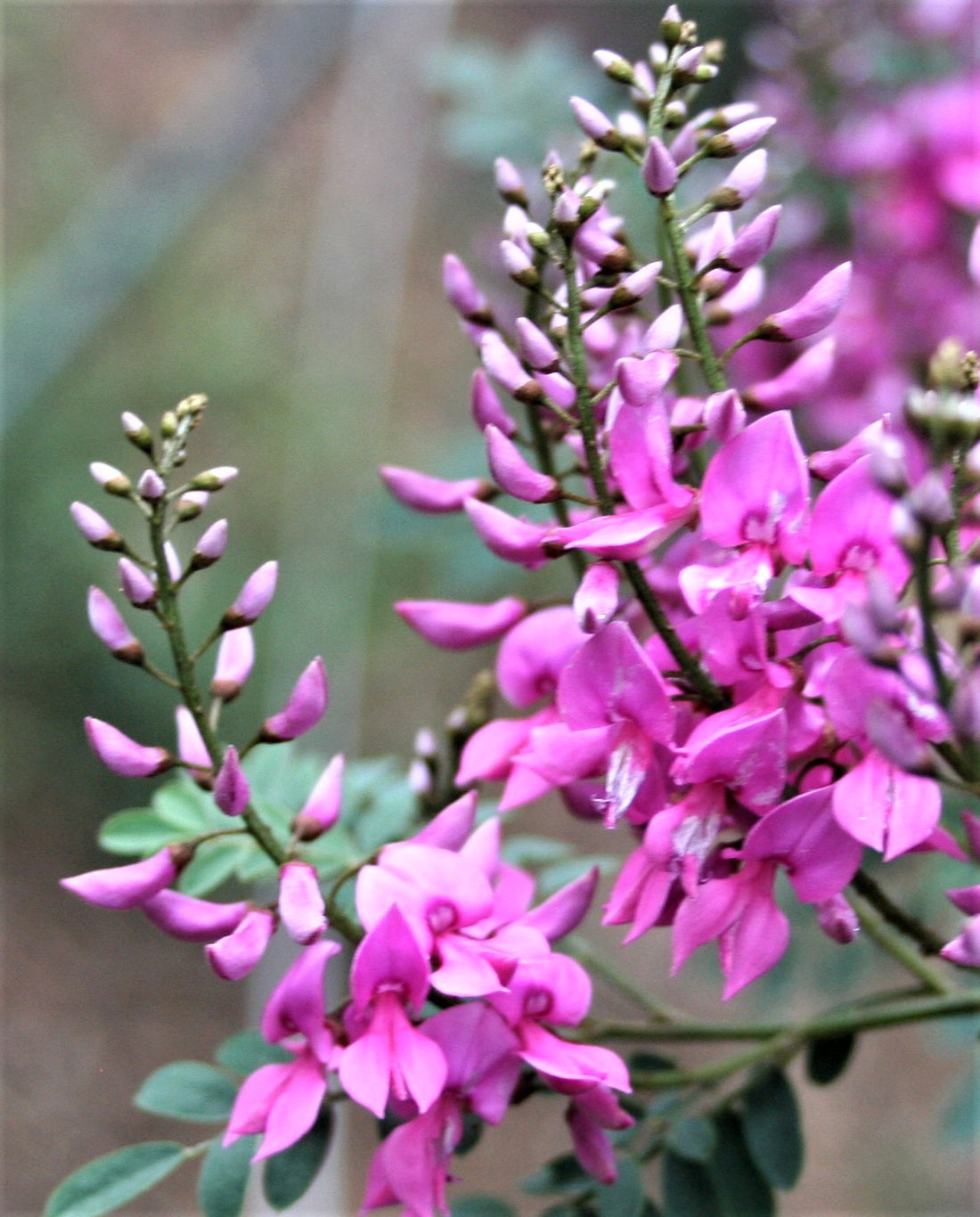 Australian Indigo (Indigofera australis)