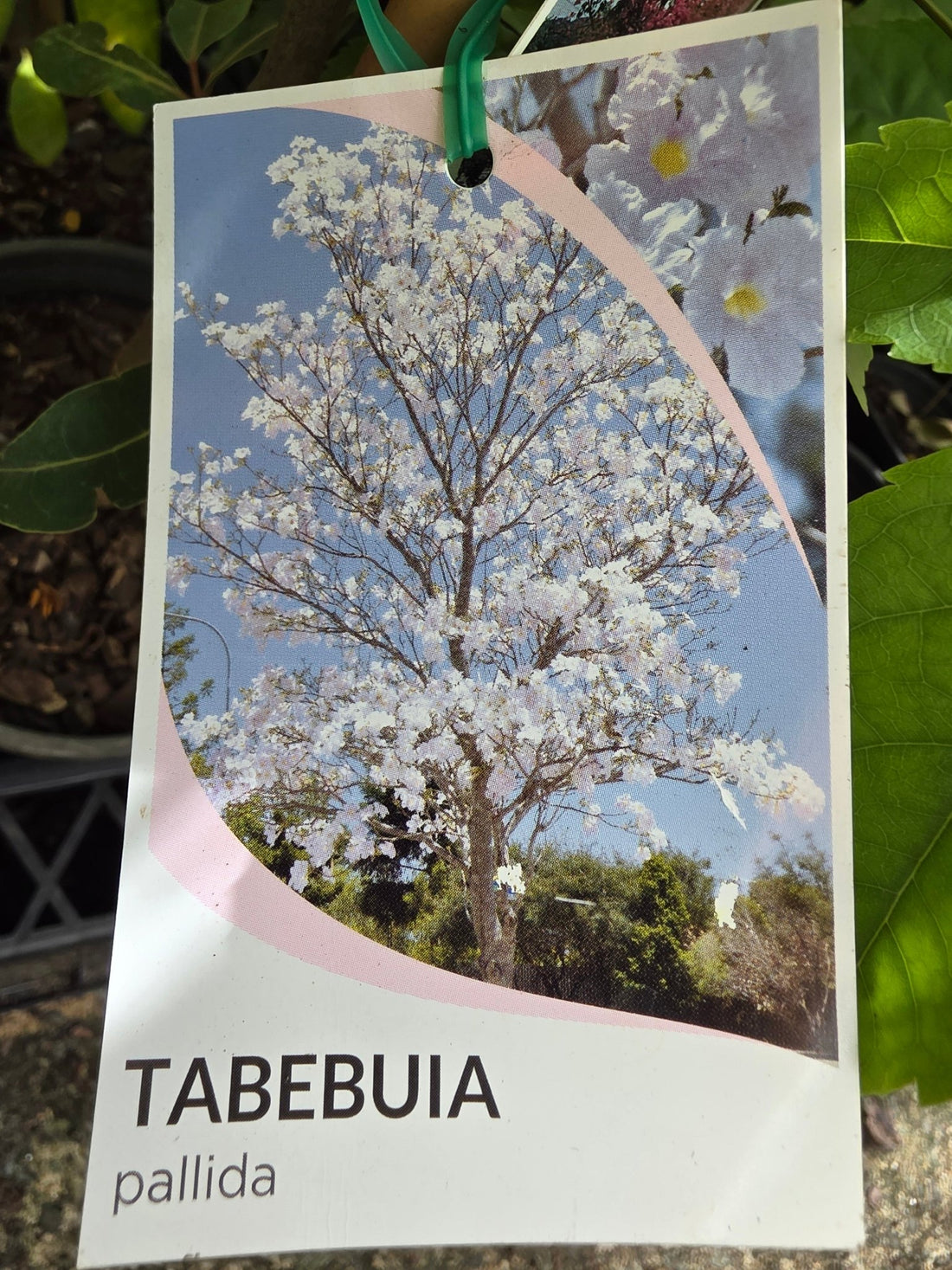 Cuban Pink Trumpet Tree (Tabebuia pallida) - Ladybird Nursery
