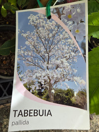Cuban Pink Trumpet Tree (Tabebuia pallida) - Ladybird Nursery
