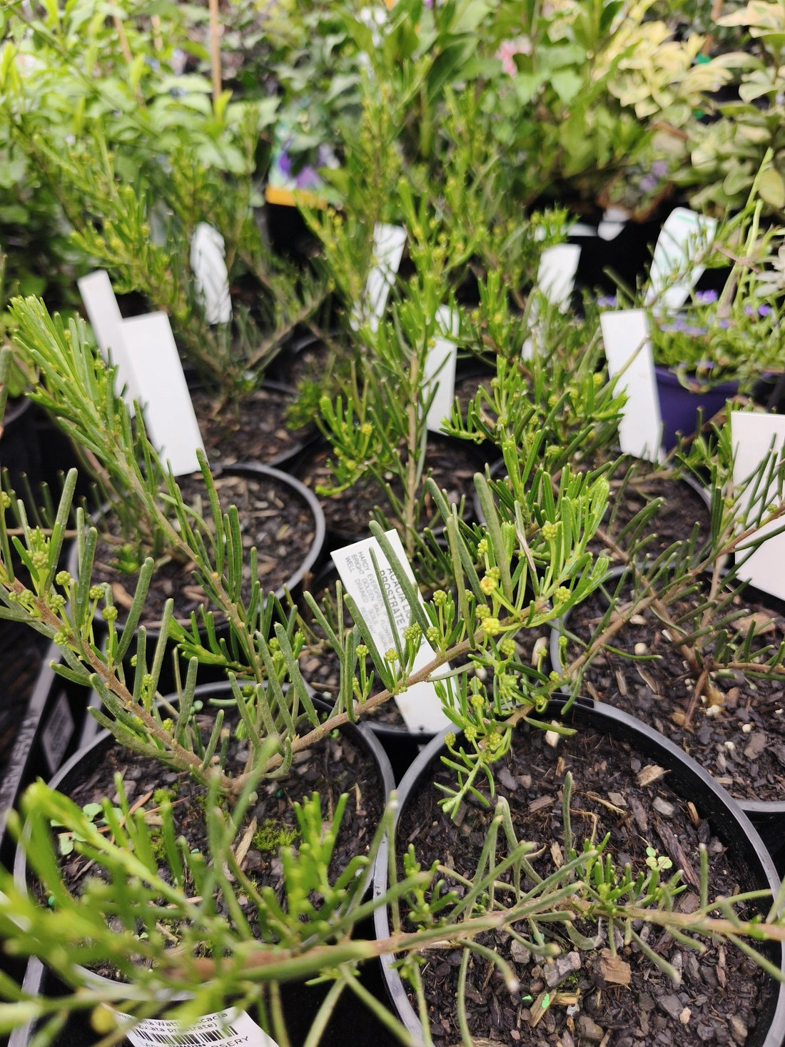 Umbrella Wattle (Acacia ligulata prostrate) - Ladybird Nursery