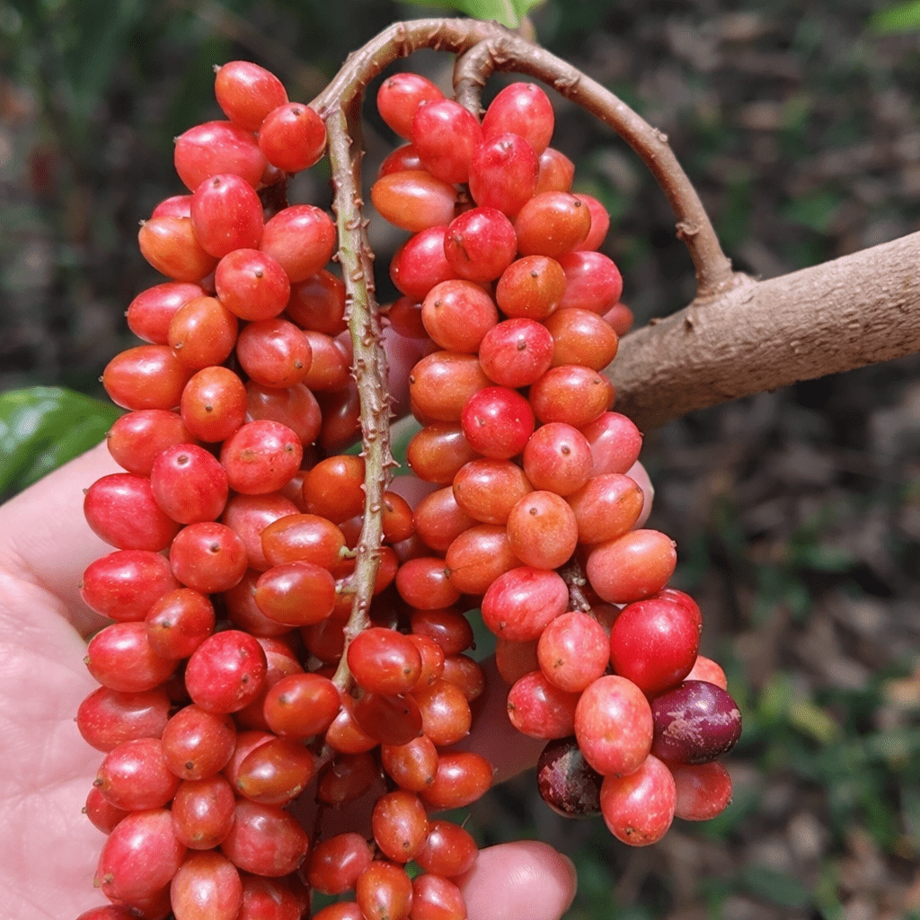 Wild Currant (Antidesma erostre) - Ladybird Nursery