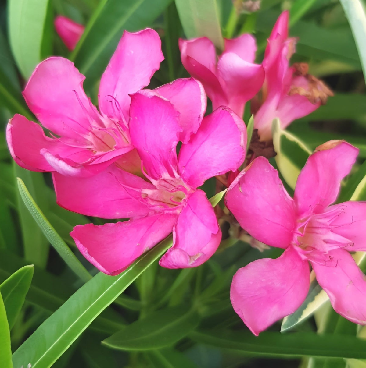 Oleander 'Catalinna' (Nerium oleander) - Ladybird Nursery