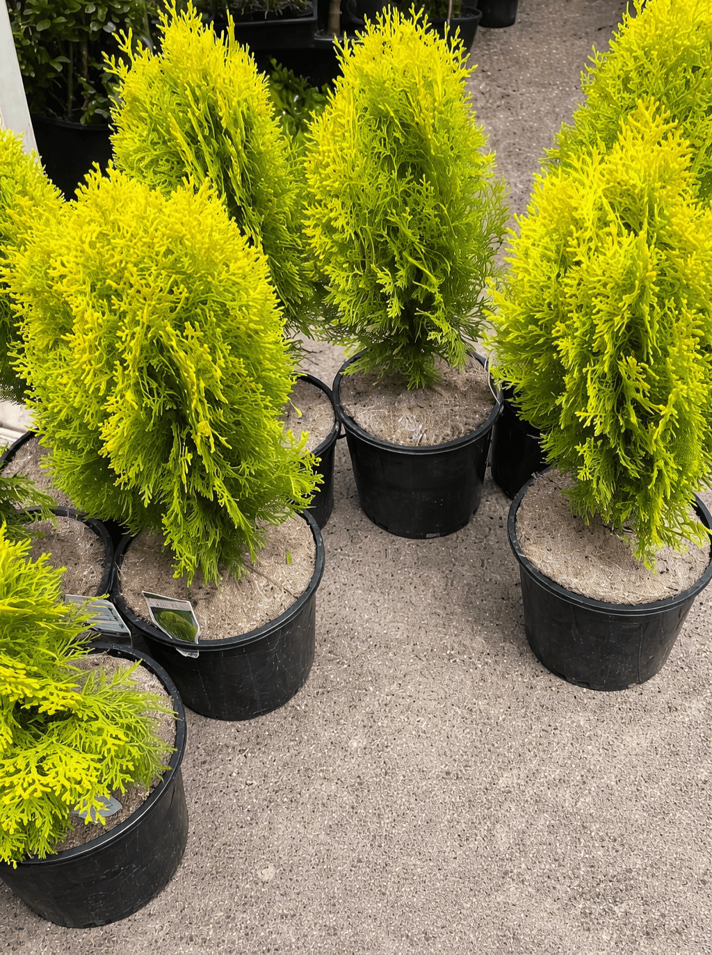 Thuja Golden Biota (Thuja orientalis Aurea Nana) - Ladybird Nursery