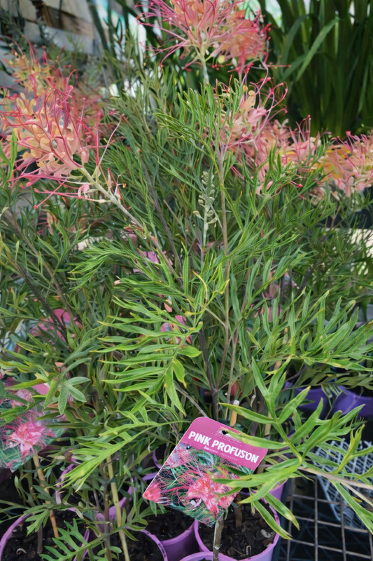 Grevillea 'Pink Profusion'