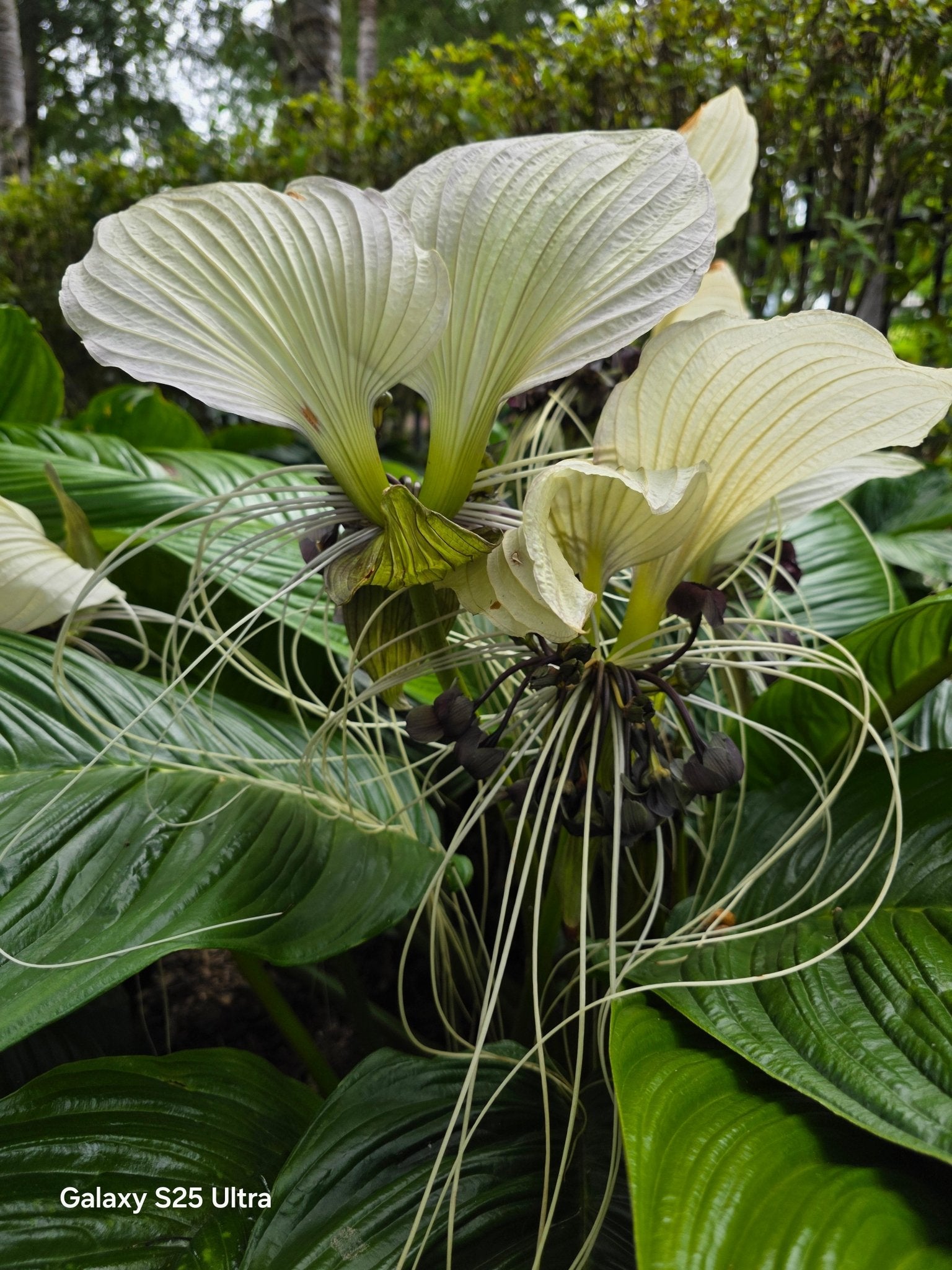 White Bat Plant (Tacca chantrieri) - Ladybird Nursery