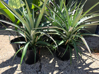 Dwarf Pineapple 'Sweet Treat' (Ananas) - Ladybird Nursery