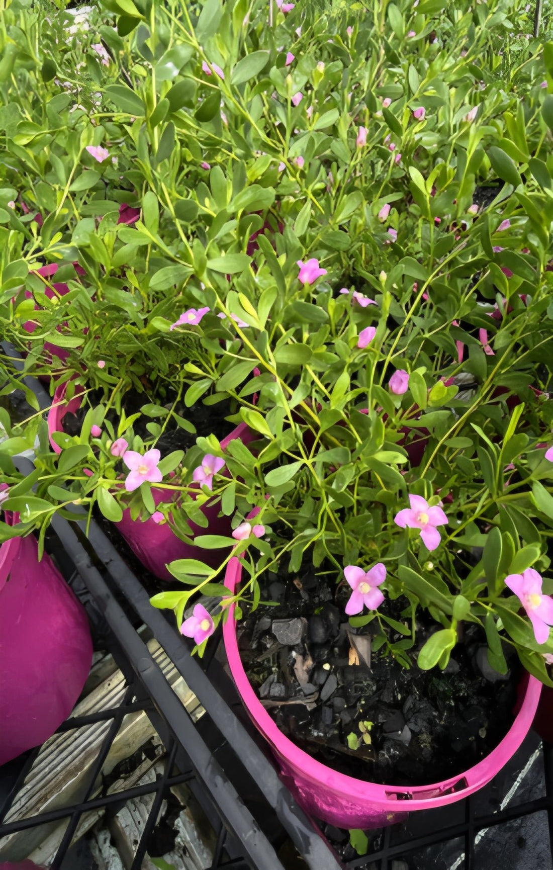 Boronia 'Pink Passion' (Boronia crenulata) - Ladybird Nursery