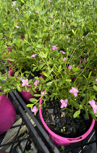 Boronia 'Pink Passion' (Boronia crenulata) - Ladybird Nursery