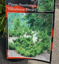 Dwarf Japanese Black Pine 'Yatsabusa' (Pinus thunbergii) - Ladybird Nursery