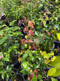Rose Satinash (Syzygium francisii) - Ladybird Nursery