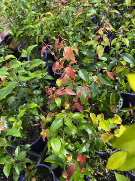 Rose Satinash (Syzygium francisii) - Ladybird Nursery