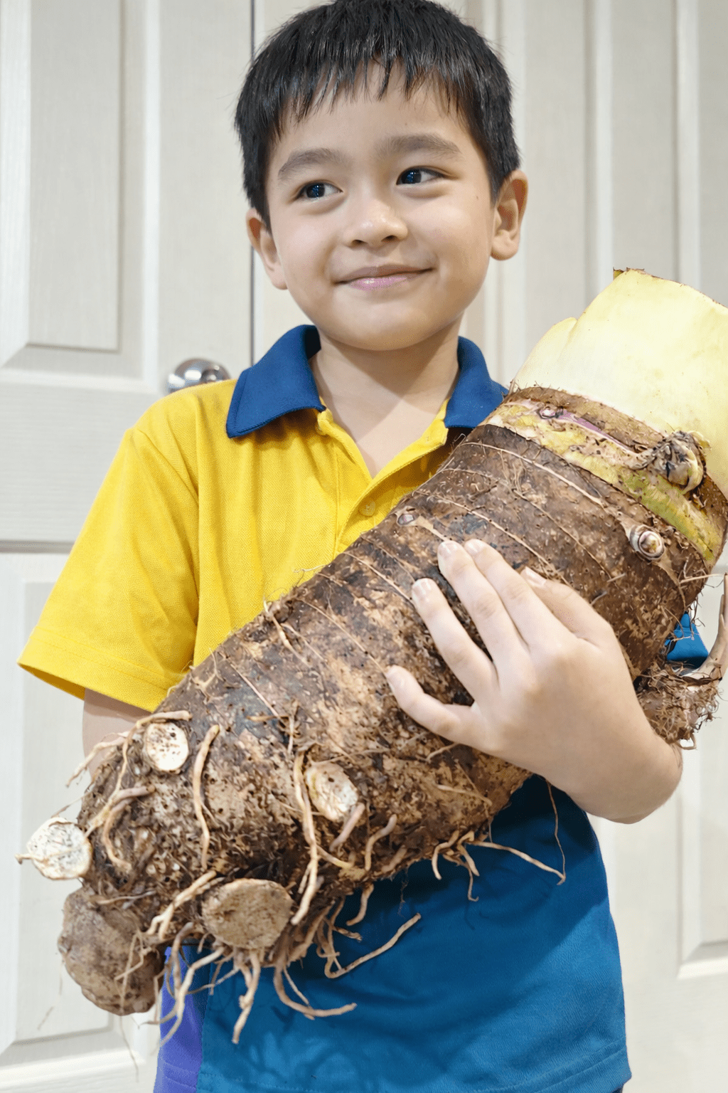 Giant Purple Eating Taro (Colocasia esculenta 'Giant Purple') - Ladybird Nursery