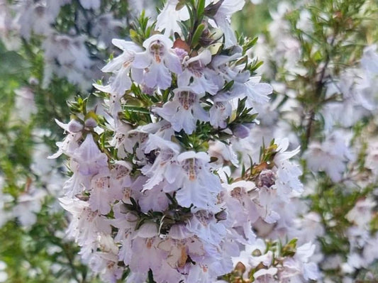 Prostanthera ‘Poorinda Ballerina'