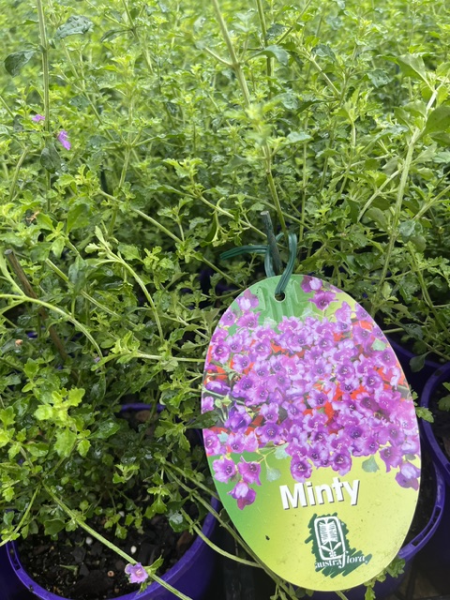 Mint Bush 'Minty'(Prostanthera sieberi) - Ladybird Nursery