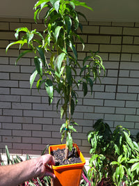 2 - Way Nectarine 'Goldmine + Nectared' - Ladybird Nursery