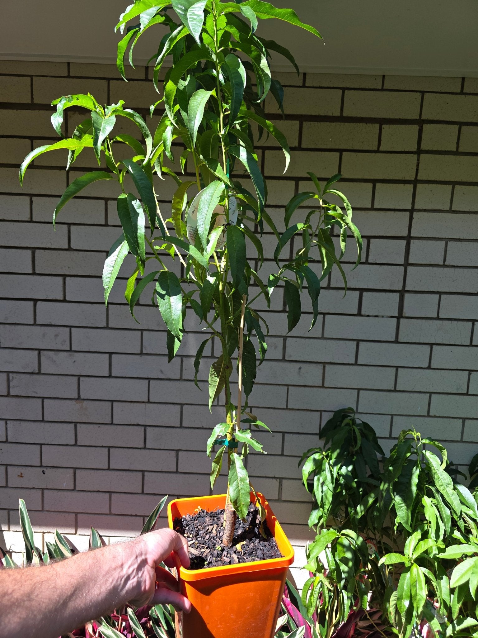 2 - Way Nectarine 'Goldmine + Nectared' - Ladybird Nursery