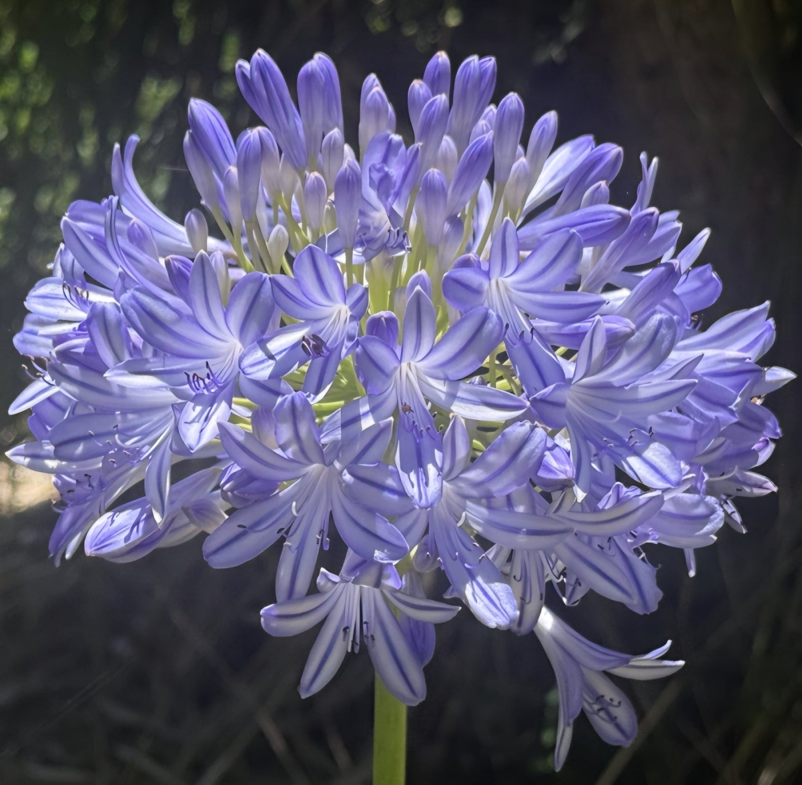 Agapanthus River Garden Blue - Large