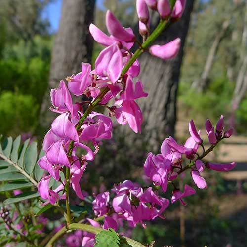 Australian Indigo (Indigofera australis) - Ladybird Nursery