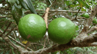 Macadamia Beaumont - Ladybird Nursery